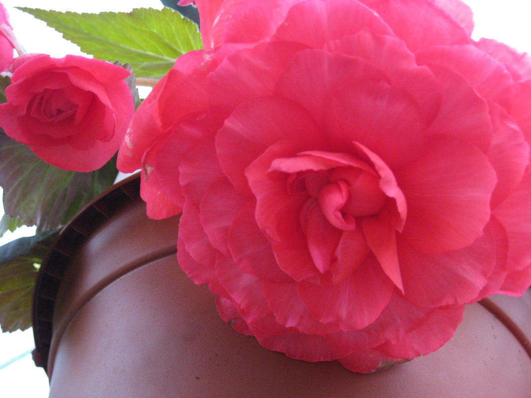 B. ‘Seductive Rose’